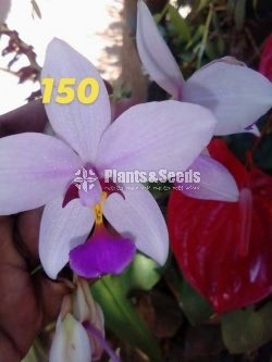 Ground Orchids