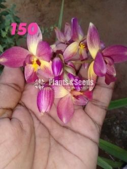 Ground Orchids