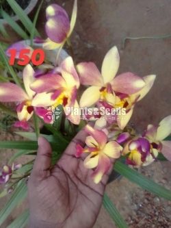 Ground Orchids