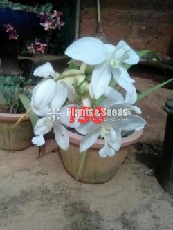 Ground Orchids