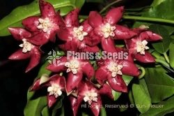 Hoya Plants