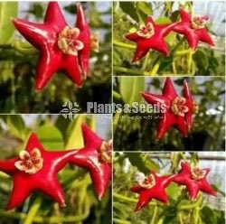 Hoya Plants
