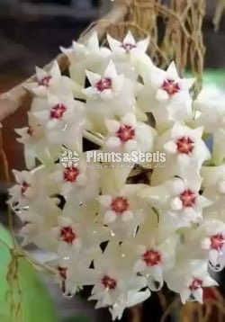 Hoya Plants