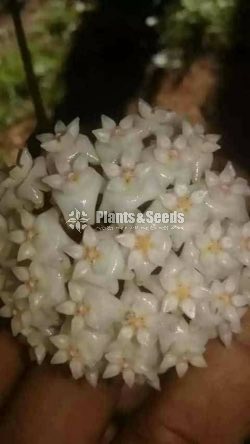 Hoya Plants