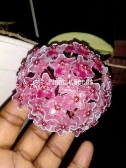 Hoya Plants