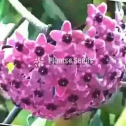 Hoya Plants