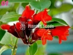 Lipstic Flowers