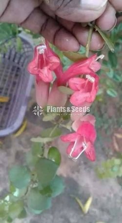 Lipstic Flowers