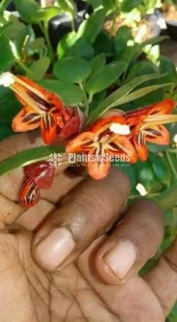 Lipstic Flowers
