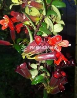 Lipstic Flowers