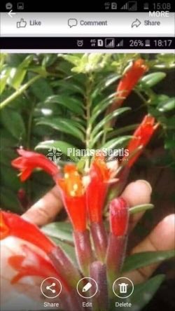 Lipstic Flowers