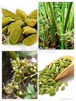 Cardamom(Enasal Plants)
