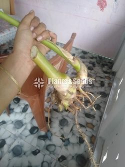 Cardamom(Enasal Plants)