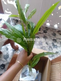 Cardamom(Enasal Plants)