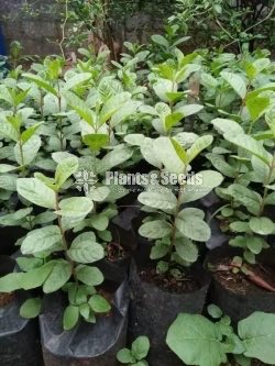 Apple Pera (ඇපල් පේර පැළ )