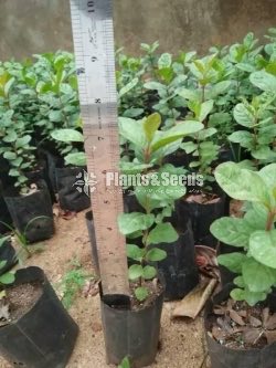 Apple Pera (ඇපල් පේර පැළ )