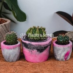 Marble Cement Pots