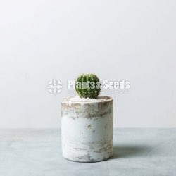 Marble Cement Pots