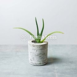 Marble Cement Pots