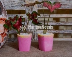 Marble Cement Pots