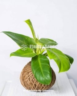 Kokedamas Decorative Pots