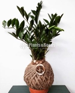 Kokedamas Decorative Pots