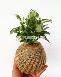 Kokedamas Decorative Pots