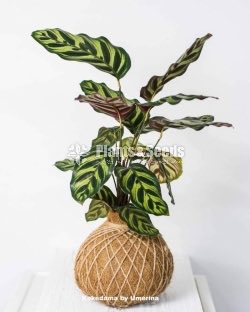 Kokedamas Decorative Pots