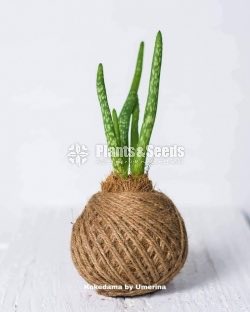 Kokedamas Decorative Pots
