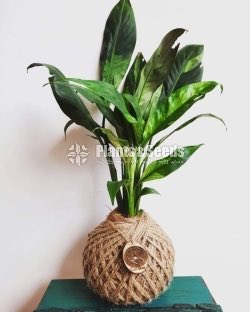 Kokedamas Decorative Pots