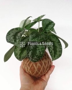 Kokedamas Decorative Pots