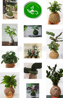 Kokedamas Decorative Pots