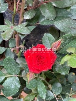 Roses Collection