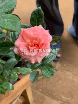 Roses Collection