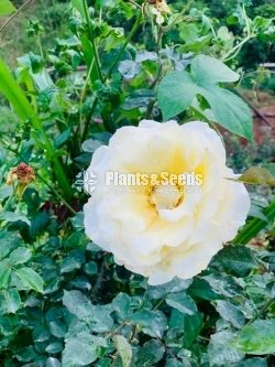 Roses Collection