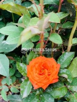 Roses Collection