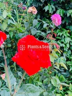 Roses Collection