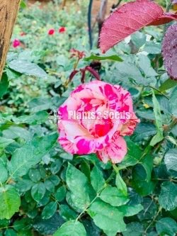 Roses Collection