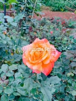 Roses Collection