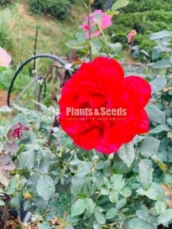 Roses Collection