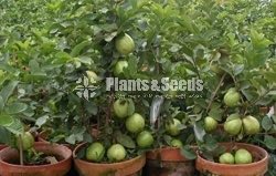 Apple Pera (ඇපල් පේර )