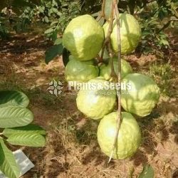 Apple Pera (ඇපල් පේර )