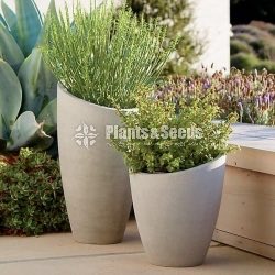 Cement Pots