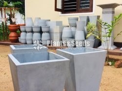 Cement Pots