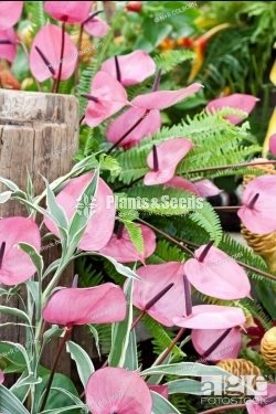 Rapido Anthurium