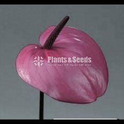 Rapido Anthurium