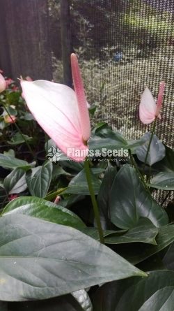Saso Anthurium