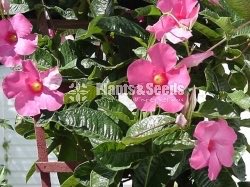 Butter Cup (Red,Pink,White)