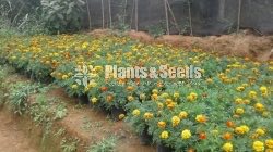 Daspethiya Pela (දහස්පෙතියා)