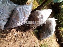 PolleliKabali(පොල් ලෙලි කැබලි )